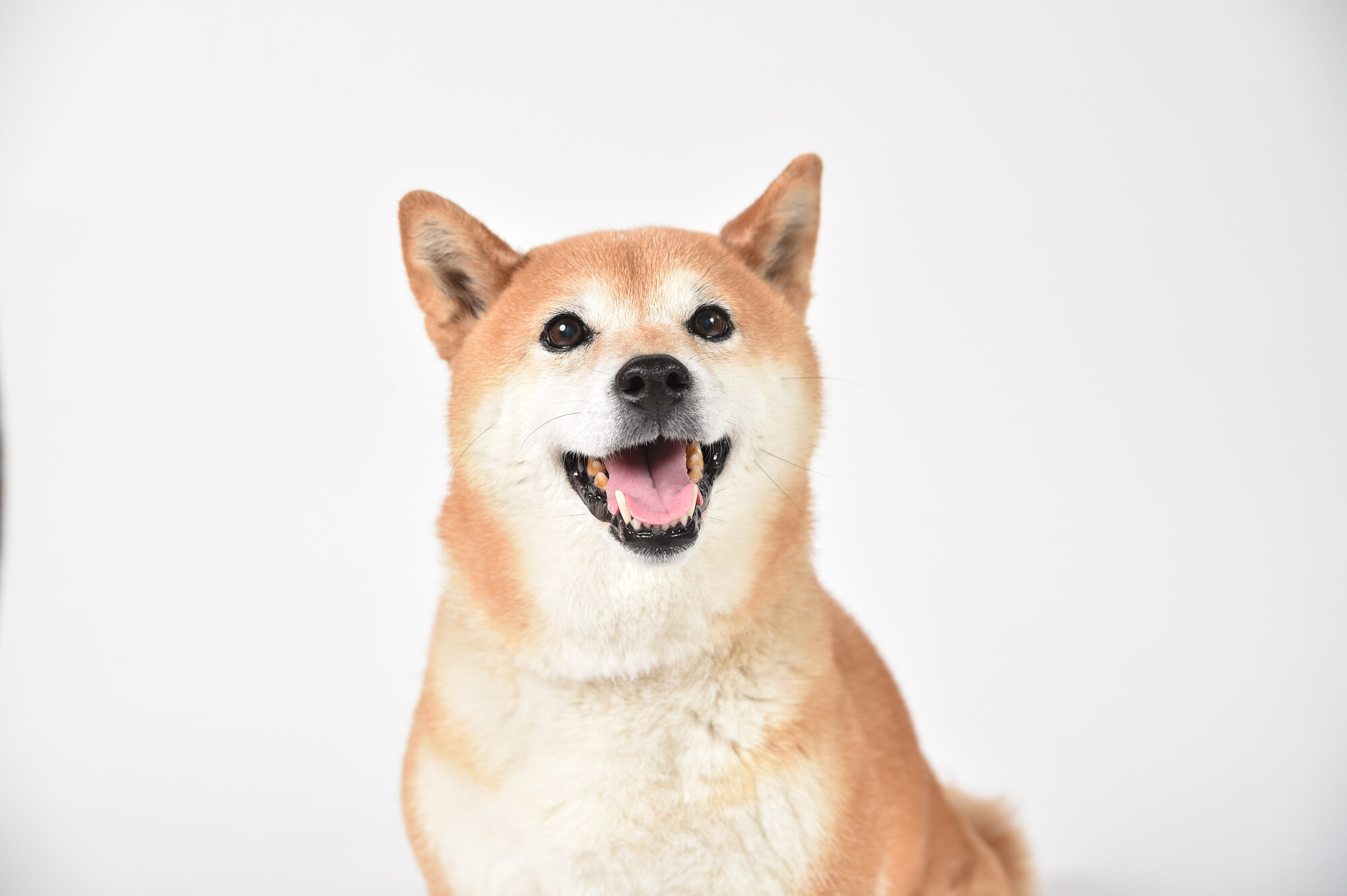 柴犬の性格とは？特徴や飼い方など徹底解説